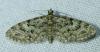 Eupithecia dodoneata